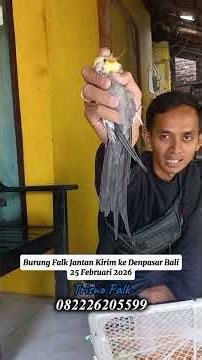 Two Male Falcons Arrived in Denpasar, Bali | February 25, 2026