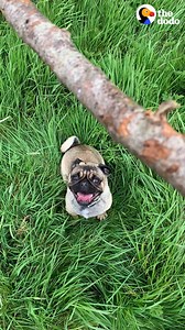 This pug is completely obsessed with carrying around huge sticks — and has a meltdown when his parents try to take them away 😂 | The Dodo