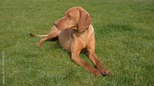 Female hungarian vizsla pointer dog sitting in grass