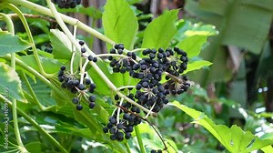 Fatsia japonica, also fatsi, paperplant, false castor oil plant, or Japanese aralia, is a species of flowering plant in the family Araliaceae, small black fruit in spring