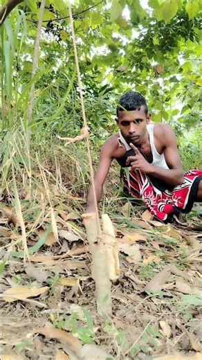 Most Powerful Tree Spring Trap! 🏹 Ancient Survival #survival #bushcraft #nature #short #trap