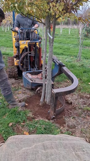 4.9K views · 34 reactions | Rootballing a Carpinus betulus ((Hornbeam) for a customer. #ukgrown #multistem #fieldgrown #treenursery | New Wood Trees | Facebook