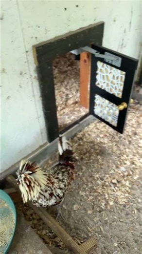 #ClukWorx Automatic Farm Feeders #chickens #cows #livestock #agriculture #4h #arduino #notbroken