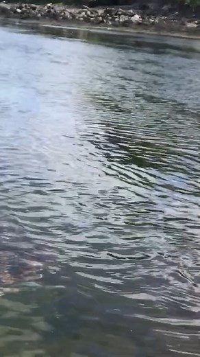 This was the amazing moment when a 1.5m angel shark swam among a group of children snorkelling in Galway Bay. | RTÉ News