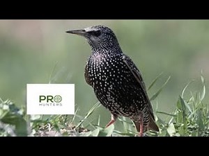 Common Starling, Sturnus vulgaris Bird Sound, Bird Call for Pro Hunters