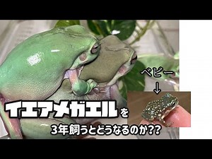 What happens if you keep a Japanese bush frog for 3 years? [Frog breeding]