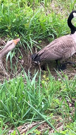 Fertilized eggs from our farm hatch into chicks after varying incubation periods depending on the ornamental bird species. Young chicks need significant care. #chicken #bird #farm #egg #moreviewers