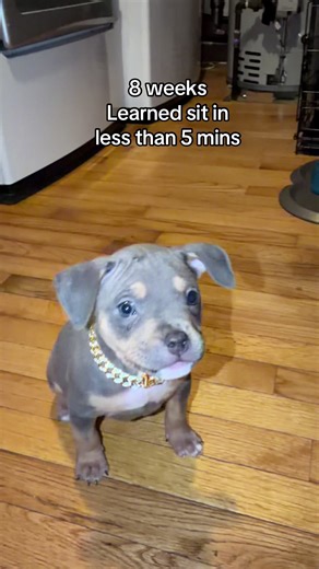 #pocketbully #bullylife #cutepuppy #americanbully #bullybreeds