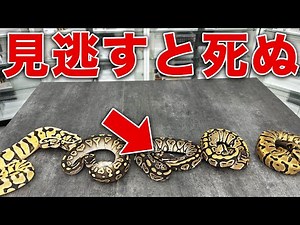 Ignore This and Your Ball Python Might Die!? Health Checkpoints & Disease Prevention｜Ball Python