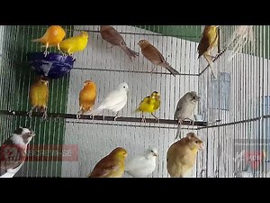 Meus Canários Belgas em Reprodução + Dicas de Manejo/alimentação/Reprodução🐦🐣