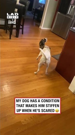 My dog has a condition that makes him stiffen up when he's scared 😅 (🎥: Collab)