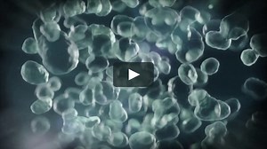 Introduction to Bacteria