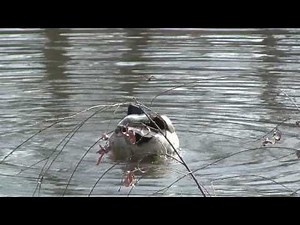 Mallard Ducks mating in water