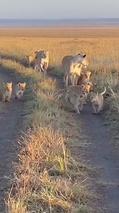 653K views · 10K reactions | Animal Planet TV on Reels | Facebook