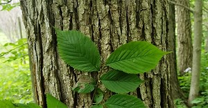 Intro to Trees of Indiana: Slippery Elm