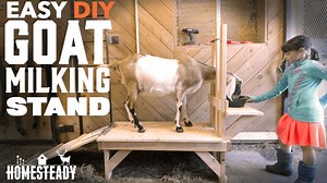 19 reactions | Learn how to build a goat milking stand or stanchion...