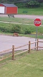 THE LOOSE DOG DRAGGING THE LEASH ON THE WESTSIDE OF CHARLESTON (WV) is now injured. This dog has been reportedly loose for a week or longer with no one stepping up to claim him/her. He/she is now injured and really needs help 😞 | PigPig Of St. Albans