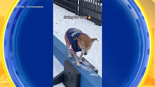 Dogs take on the Winter Games