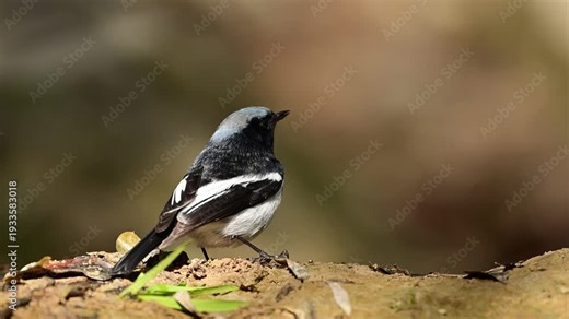 A striking male Blue-capped Redstart is captured in a detailed close-up, showcasing its namesake bright blue cap and contrasting black face and throat.