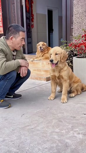 Amao also knows that to learn something, you need to use snacks to seduce him😍😍 #dogsofinstagram #doglife #fyp | Y7 Online