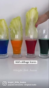 COLORFUL CABBAGE EXPERIMENT MATERIALS: 👉🏻 Glasses/jars 👉🏻 Water 👉🏻 Liquid food coloring 👉🏻 Cabbage leaves HOW TO: 👉🏻 Fill the jars with water (about half full) 👉🏻 Add a generous amount of food coloring and mix 👉🏻 Put 1 cabbage leaf in the colored water HOW to make it understandable for toddlers: 👉🏻 Involve them in the preparation and setup 👉🏻 Let them say/write their predictions 👉🏻 Let them check on the cabbage jars each day 👉🏻 Let them observe closely how plants consume wa