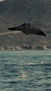 666K views · 10K reactions | Devil Ray Jumping Wincent oOgqs #wildlife #nature #fish | HAWI Studios | Facebook