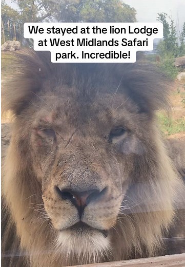 Incredible Stay at Lion Lodge, West Midlands Safari Park