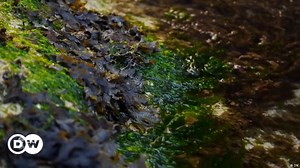 Bioplastic from algae