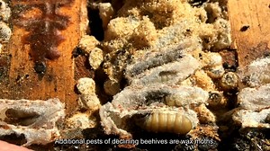 Our Structural Pest Control and Pesticides division has recently released new videos to help beekeepers in our state maintain their hives by keeping them healthy and free from pests. This is the first of those videos, which covers identifying and monitoring hive pests and diseases. Stay tuned for the second video in the coming days! #NCAgriculture | N.C. Department of Agriculture and Consumer Services