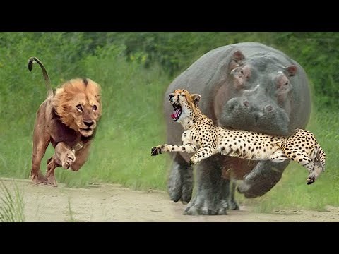 Terrible Power of Wide-Mouthed Hippo - Hippo Chews Cheetah's Head | Hippo vs Elephant, Cheetah