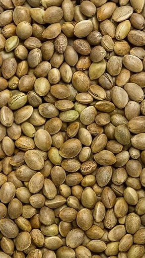 6 Powerful Benefits of Hemp Seeds