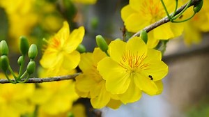 Apricot blossom (Ochna Integerrima), Yellow apricot flowers bloom in the New Year's Day traditional Tet in Vietnam