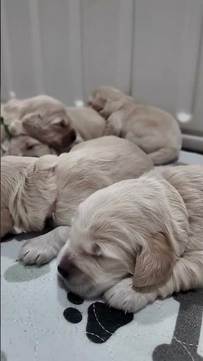 🌟 Exciting Milestone at Robyn’s Nest Mini Goldens! 🌟 Our adorable miniature golden retriever