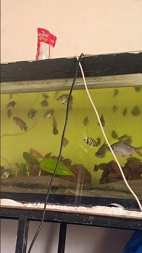 Ultimate 10ft Monster Fish Tank Tour | Rare Flowerhorns, Lungfish & Giant Aquarium Setup