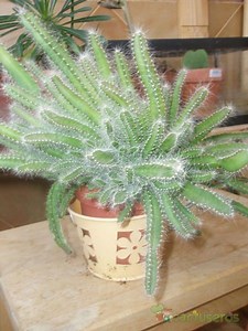 Dog Tail Cactus in 2.5" Pot (strophocactus Testudo, Selenicereus or Deamia Testudo) Pitaya De Tortuga- (pot Included) - Etsy