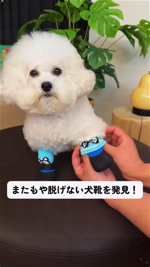 🐶わんわん on Instagram: "脱げない犬靴、柔らかくて快適で足を締め付けず、走り跳ねも自由自在。帰宅後の足洗いはもう不要です！#犬用シューズ #ペットシューズ #わんこグッズ #おすすめペット用品 #犬飼いの知恵"