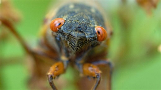 Cincinnati, cicadas are here. Here's where the 17-year brood is invading. See the map