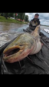 Pesce Siluro pescato a Spinning sul fiume Po | Yuri Grisendi