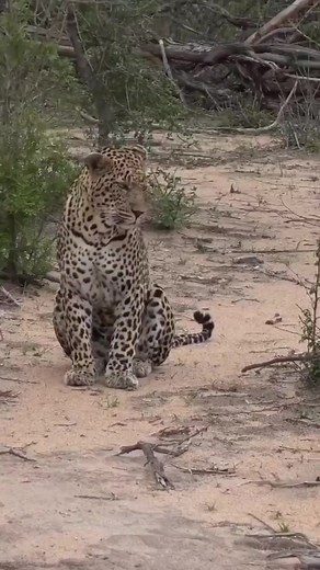 Leopards in love #robtheranger #leopardsofinstagram #instaleopard #natureismetal #wildlifeplanet #wildlifehdvideo #wildlifelovers #wildlife_perfection #wildlifephotography #wildafrica #wildography #leopardsinlove | Rob The Ranger Wildlife Videos