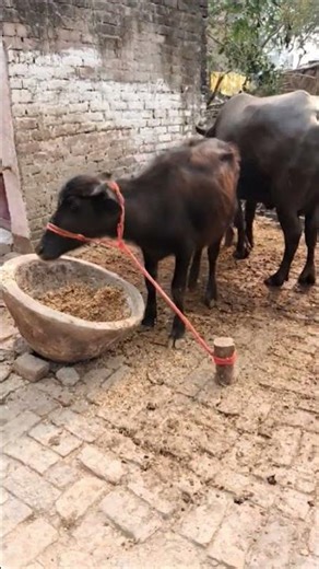 robot kase banaye robot banane ke liye subscribe karo #shortvideo #robotkit #robots