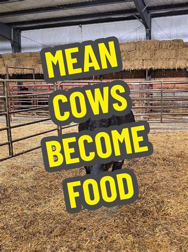 Understanding Mean Cows and Their Role in Farming