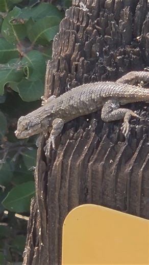 Western fence lizard