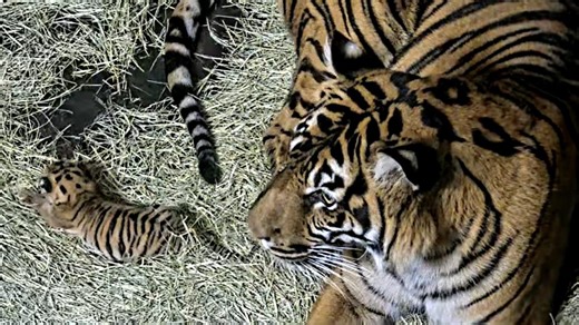 Sumatran tiger cub born at San Diego Zoo Safari Park