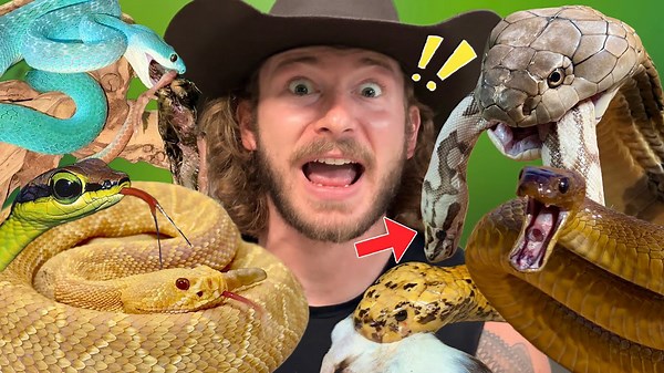 Feeding venomous snakes!