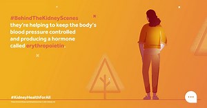 65K views · 33 reactions | Like the rest of our organs, the kidneys help keep us alive and thriving. But what goes on #BehindTheKidneyScenes? This month join us in taking a closer look at some of the important jobs the kidneys do in the body, starting with the fundamentals! #KidneyHealthForAll | Kidney Disease Forum | Facebook