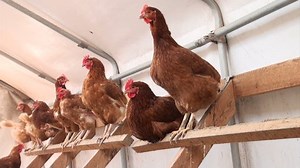 Free-range Chickens Laying Eggs Inside Brooder Stock Footage Video (100% Royalty-free) 1869157 | Shutterstock