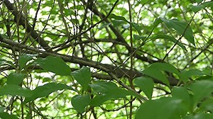 Nature, Spring, Ramification