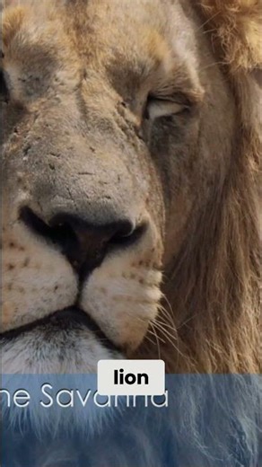 What makes lions popular symbols of power? #AfricanLion #Wildlife #Savanna