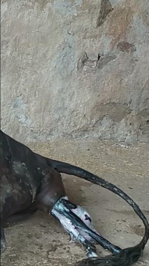 Cow giving birth