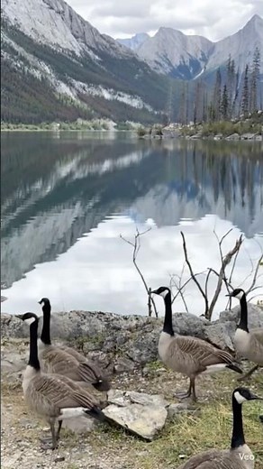 Today’s View 🇨🇦 Canada geese at Medicine Lake #jaspernationalpark #nature #mountains